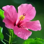 dali-e-neobhodimo-da-se-podryazva-hibiskusat-za-zimata-gradinarite.webp.webp